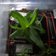 Image for article titled Astronauts Almost Killed Their First Flowers